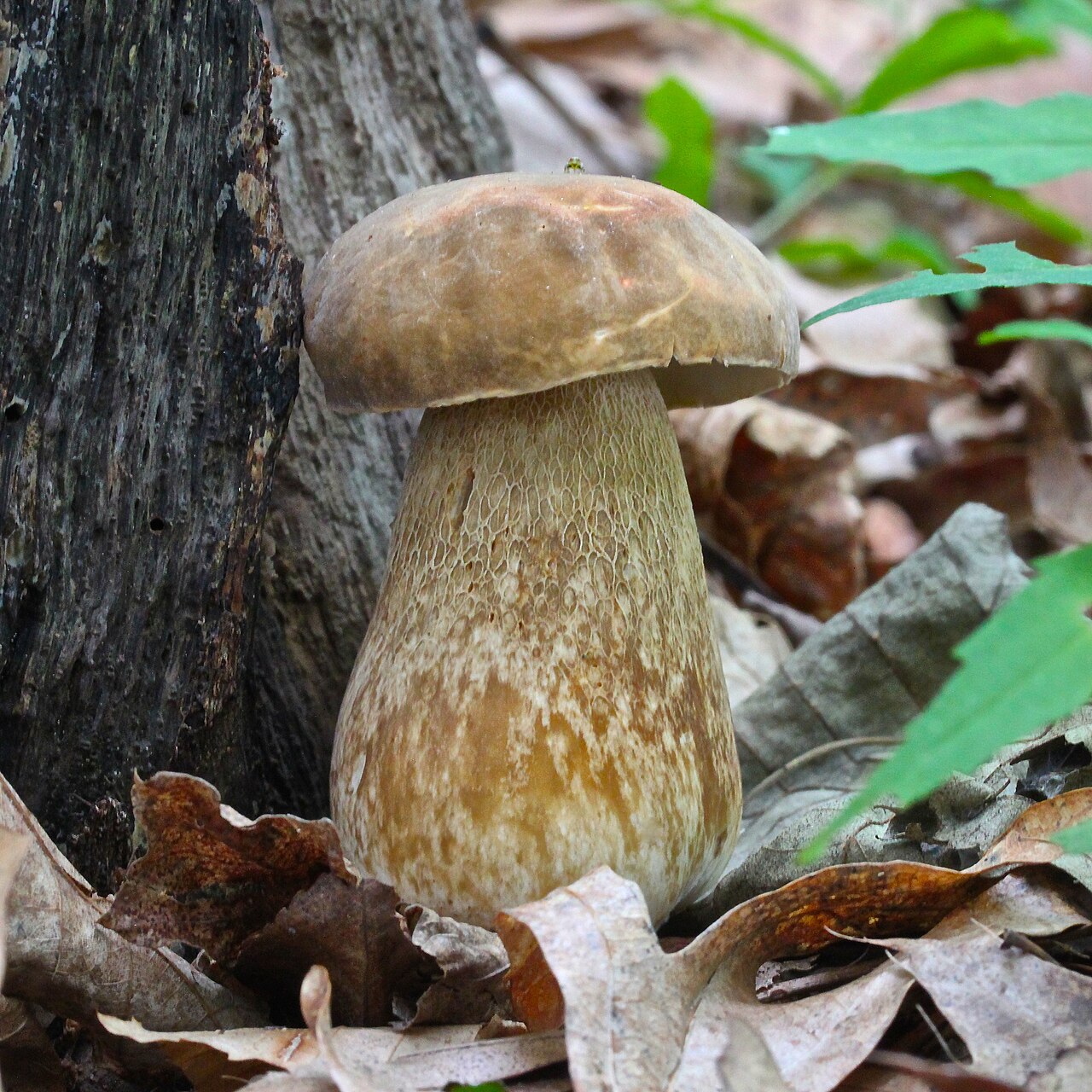 Wild mushrooms growing in a forest — earthy wild varieties like porcini and chanterelle share their forest-floor vocabulary with aged Pinot Noir and Nebbiolo