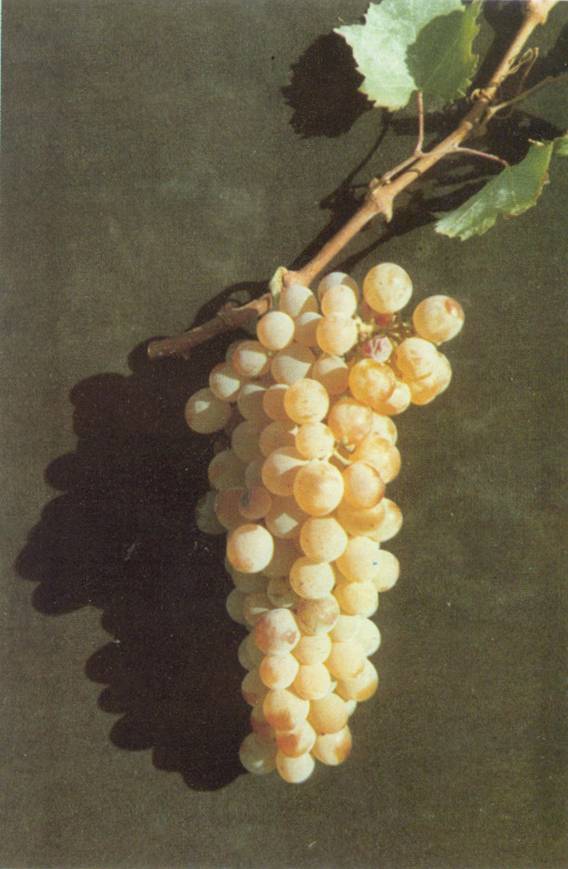 Assyrtiko grapes on the vine in Santorini Greece — the island’s signature white hidden gem