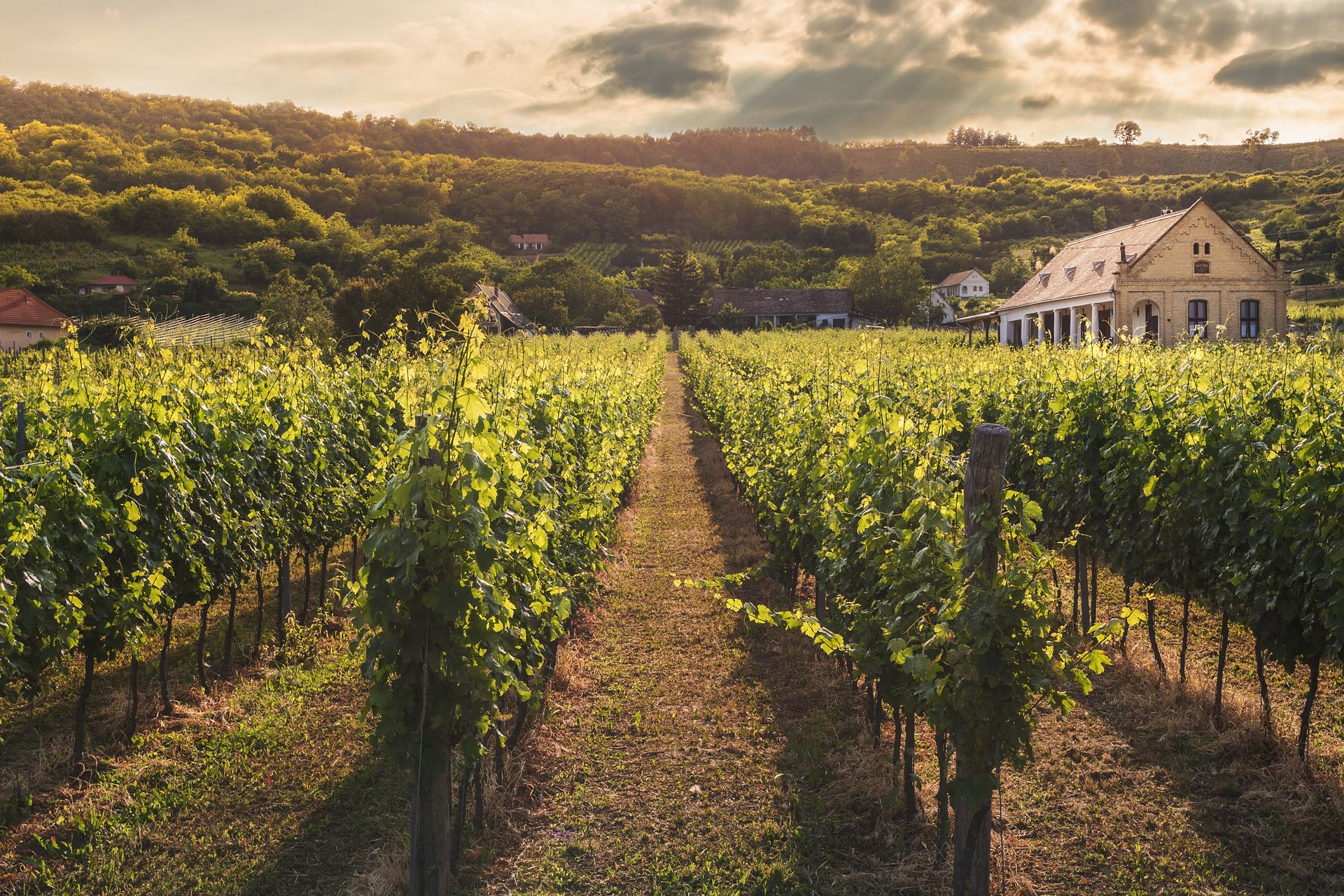 Dark red wine grapes on the vine — Merlot's thin skins produce less tannin than Cabernet Sauvignon, giving the wine its characteristic soft, velvety texture