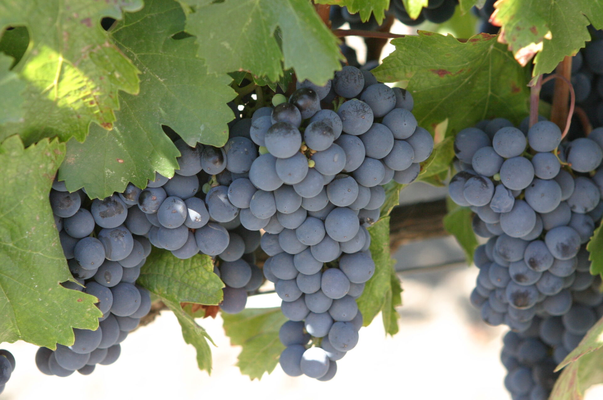 Malbec grapes on the vine, ripe and deep purple with the characteristic magenta-pink rim that makes them one of the easiest red grapes to identify