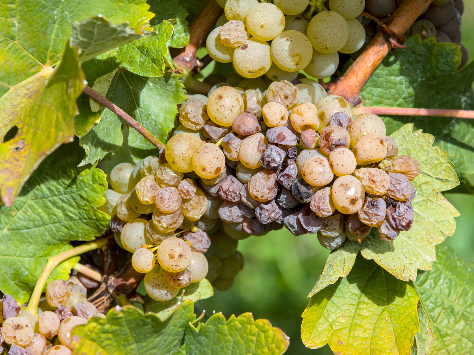 Vineyard landscape in the Loire Valley — France's Alsace region produces Pinot Gris in a fuller, spicier, more textured style than the light Italian Pinot Grigio made from the same grape