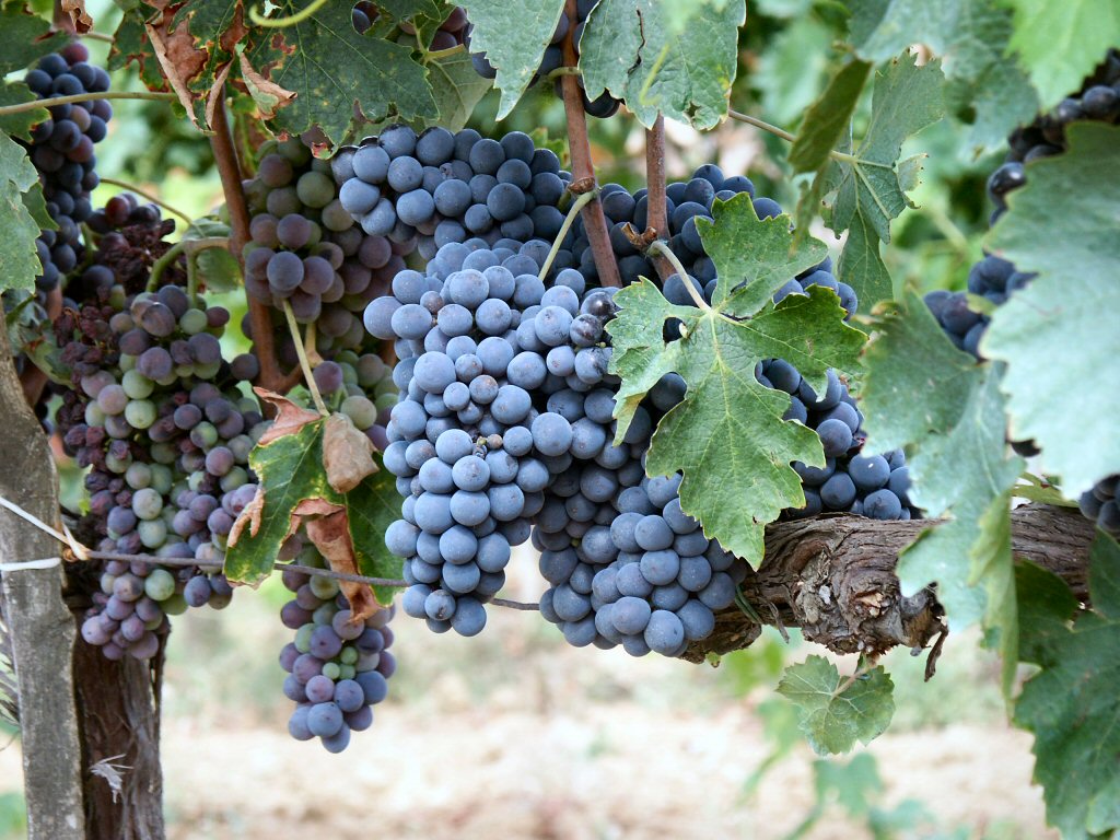 Sangiovese grapes close-up on the vine in Tuscany — the grape behind Chianti, Brunello and many of Italy’s greatest red wines