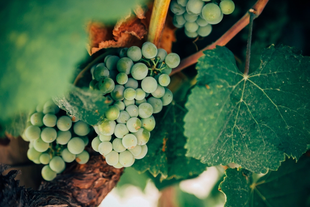 White wine grapes on the vine — most of the world's wine is made from a relatively small number of key grape varieties