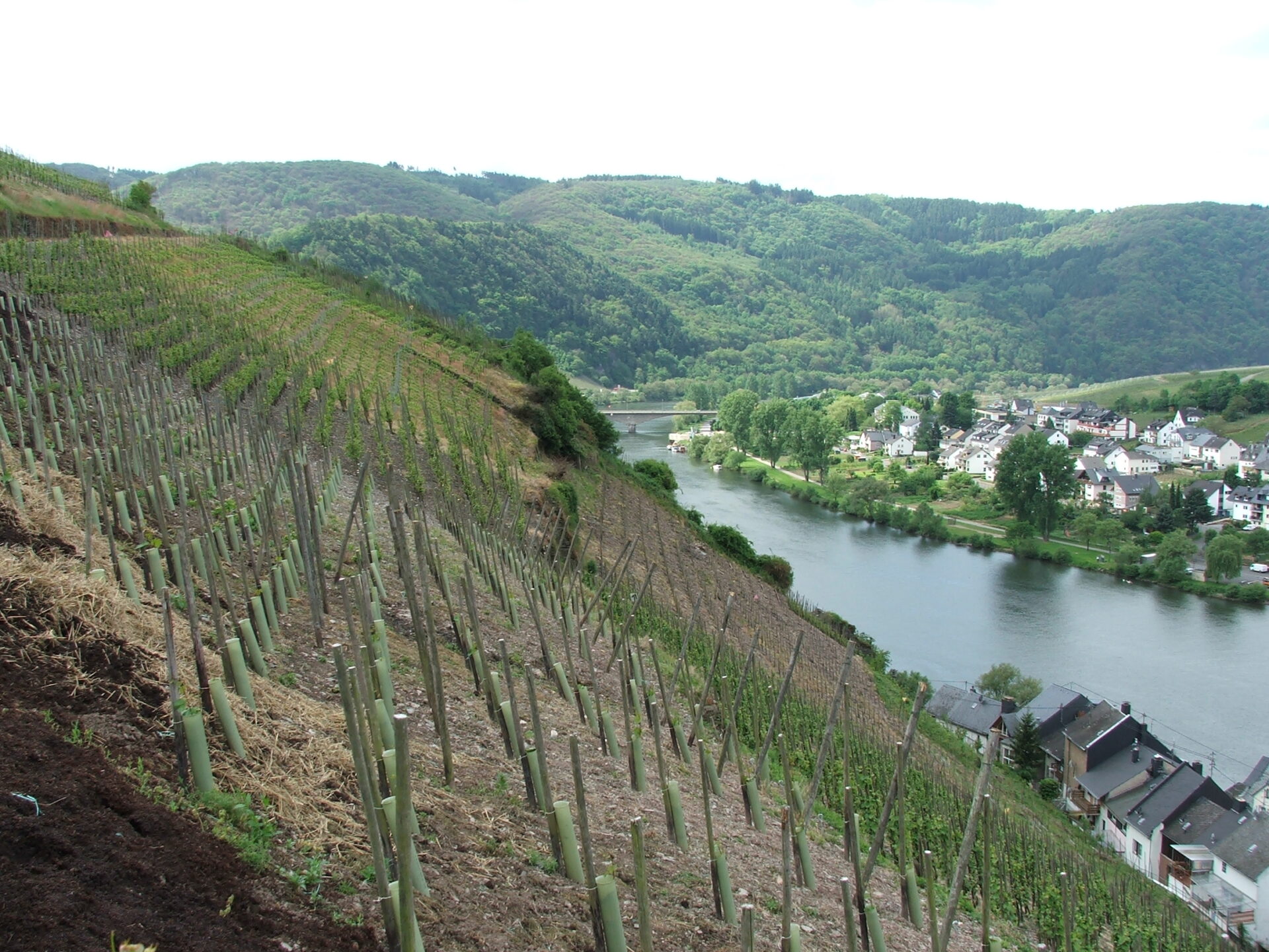 Terraced vineyards on steep slate slopes above the Mosel River at Zell, Germany — a striking example of how topography and soil shape a wine's terroir
