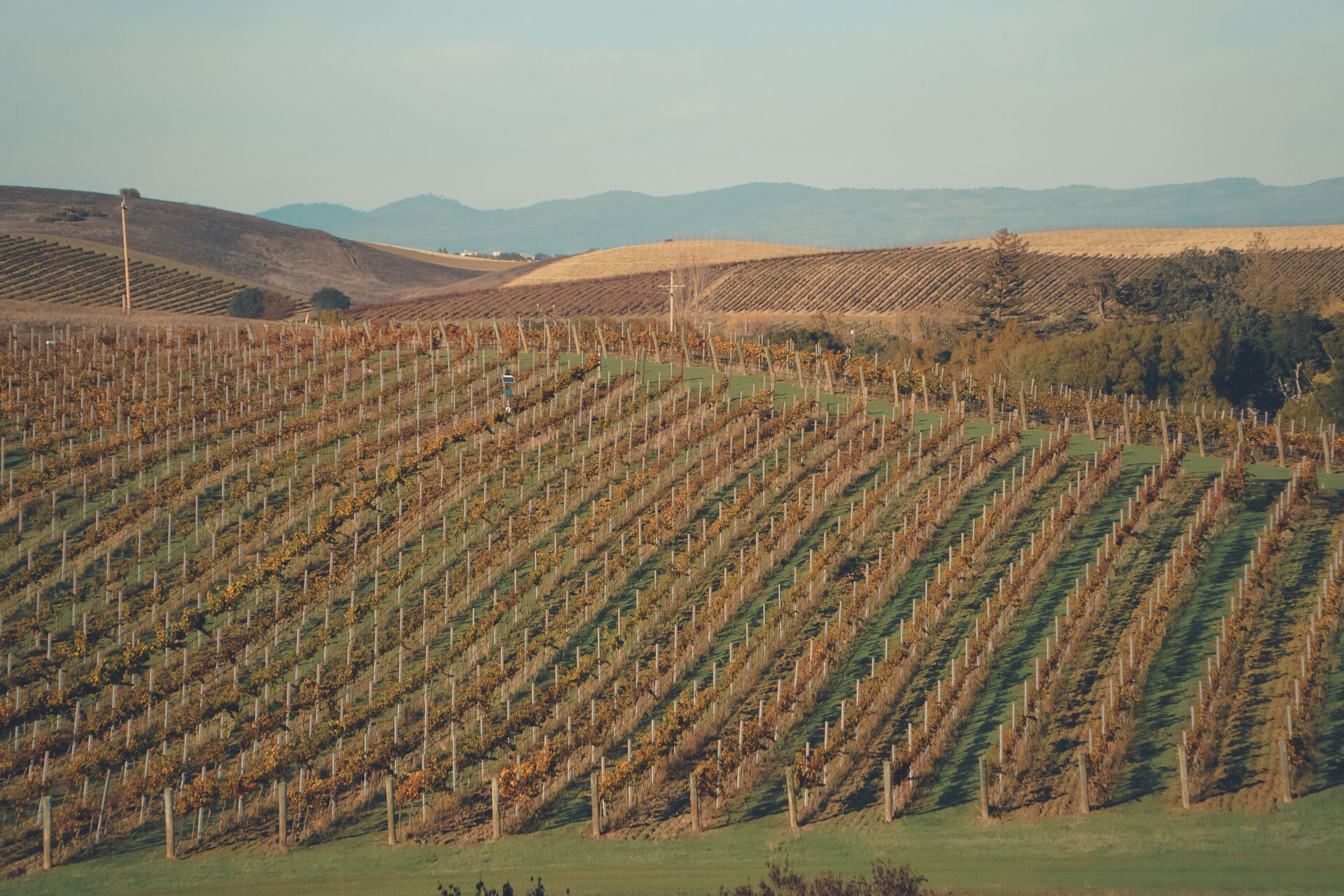 A Cabernet Sauvignon vineyard in Napa Valley in autumn