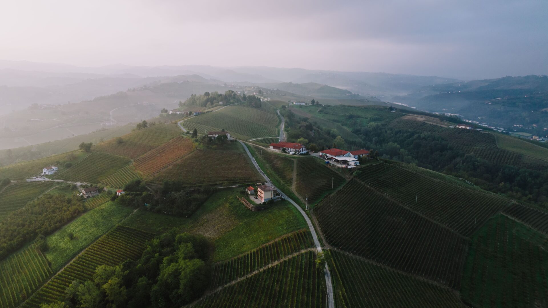 Aerial view of hillside vineyards near Alba, Piedmont, at foggy dawn