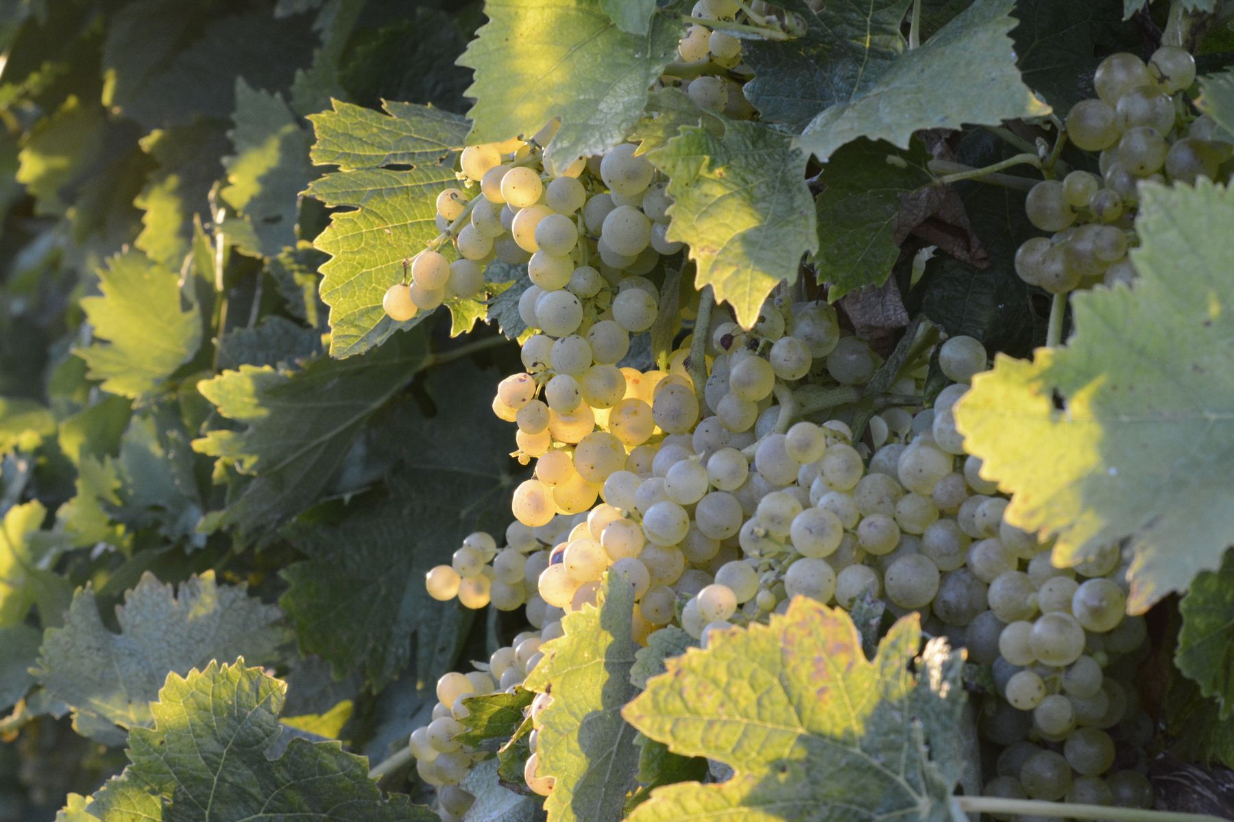 Backlit clusters of pale gold-green wine grapes on the vine among vineyard leaves in late-afternoon light