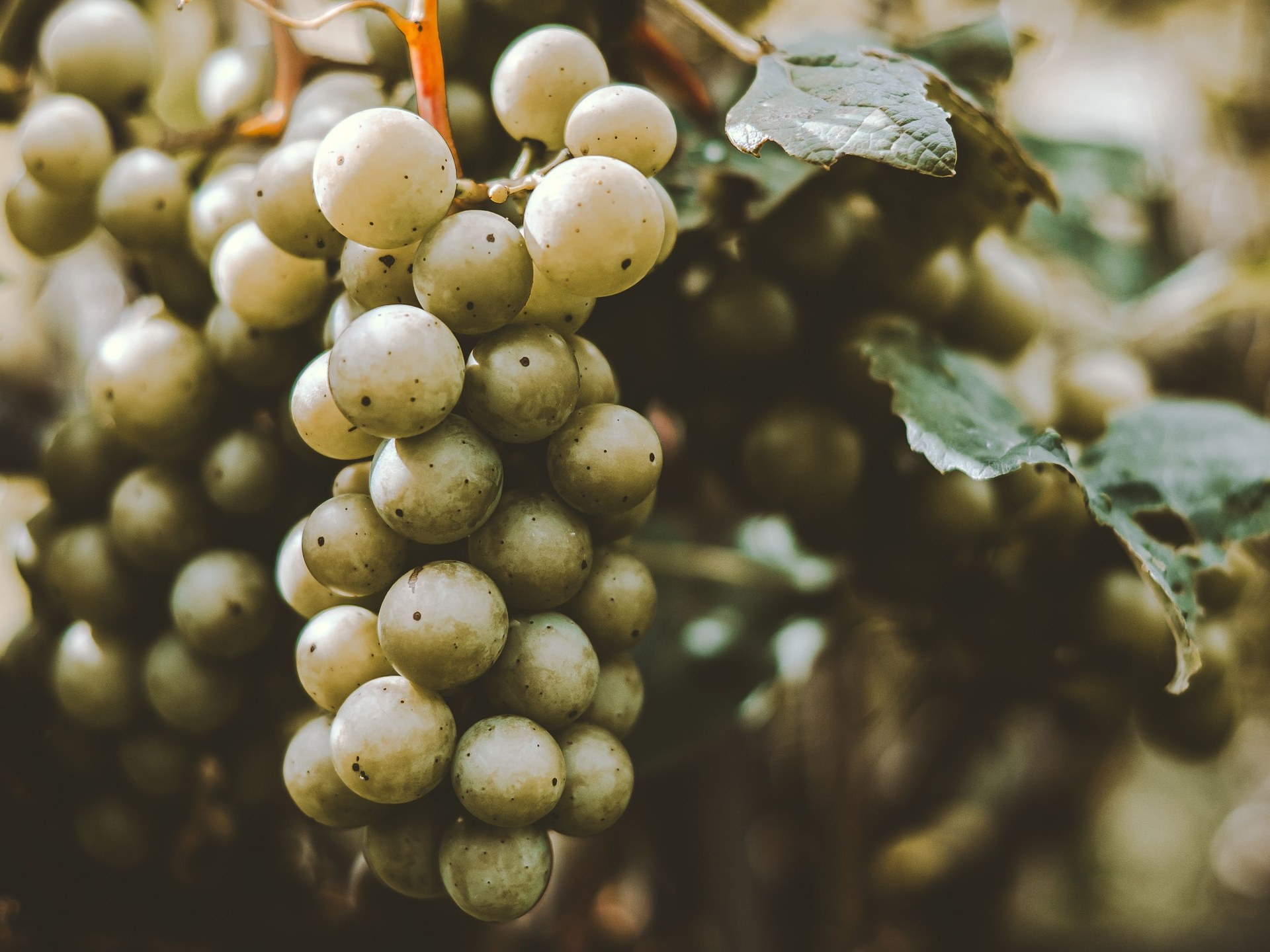 A cluster of pale green grapes hanging from a vine, with soft-focus foliage in the background