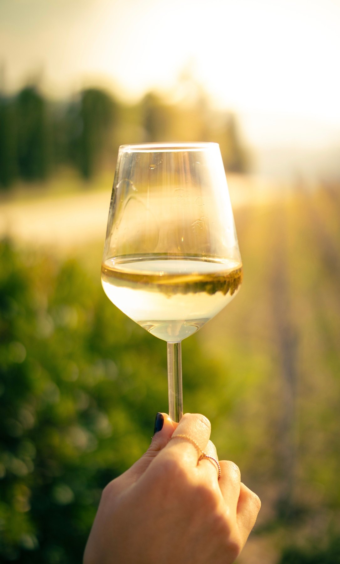 A hand holding a glass of pale gold white wine up to the light in front of a sunlit vineyard with cypress trees
